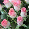 Твои любимые цветы  Согрею я своим дыханьем  В день Женского Очарованья.  Они прекрасны, как и ты!  И пусть исполнятся мечты,  И