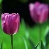 С Праздником 8 марта,дорогая)))пусть эта весна подарит тебе много счастья, любви,радости и тепла))) (от marmeladka19)